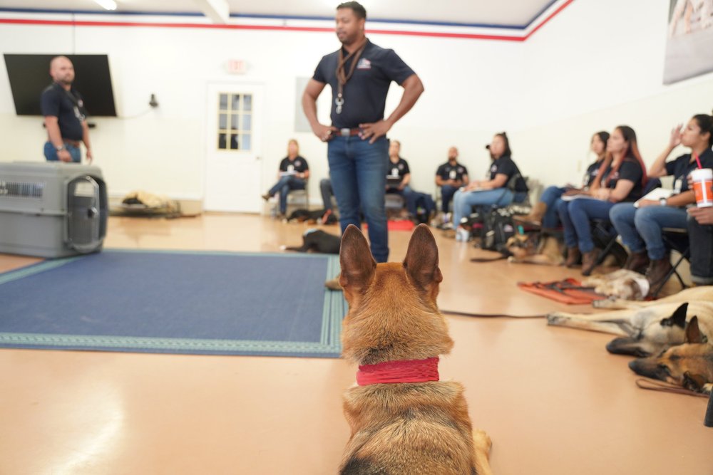 Lorenzo's Dog Training Team