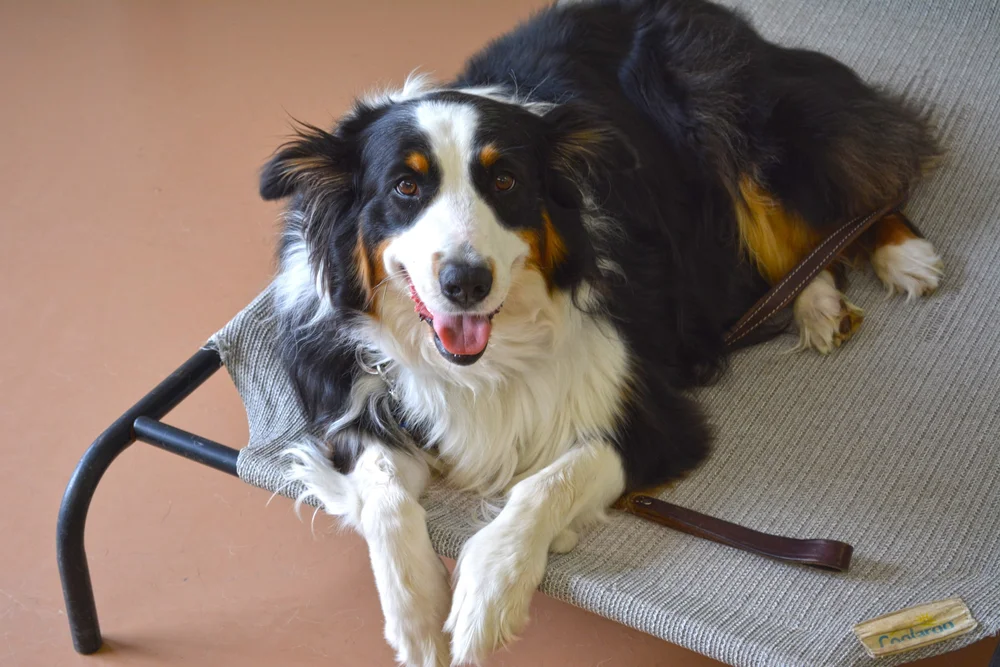 Lorenzo's Dog Training Team