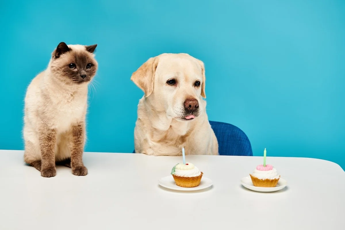 whimsical-encounter-cat-and-dog-enjoy-cupcakes-2024-07-11-03-25-50-utc.jpg