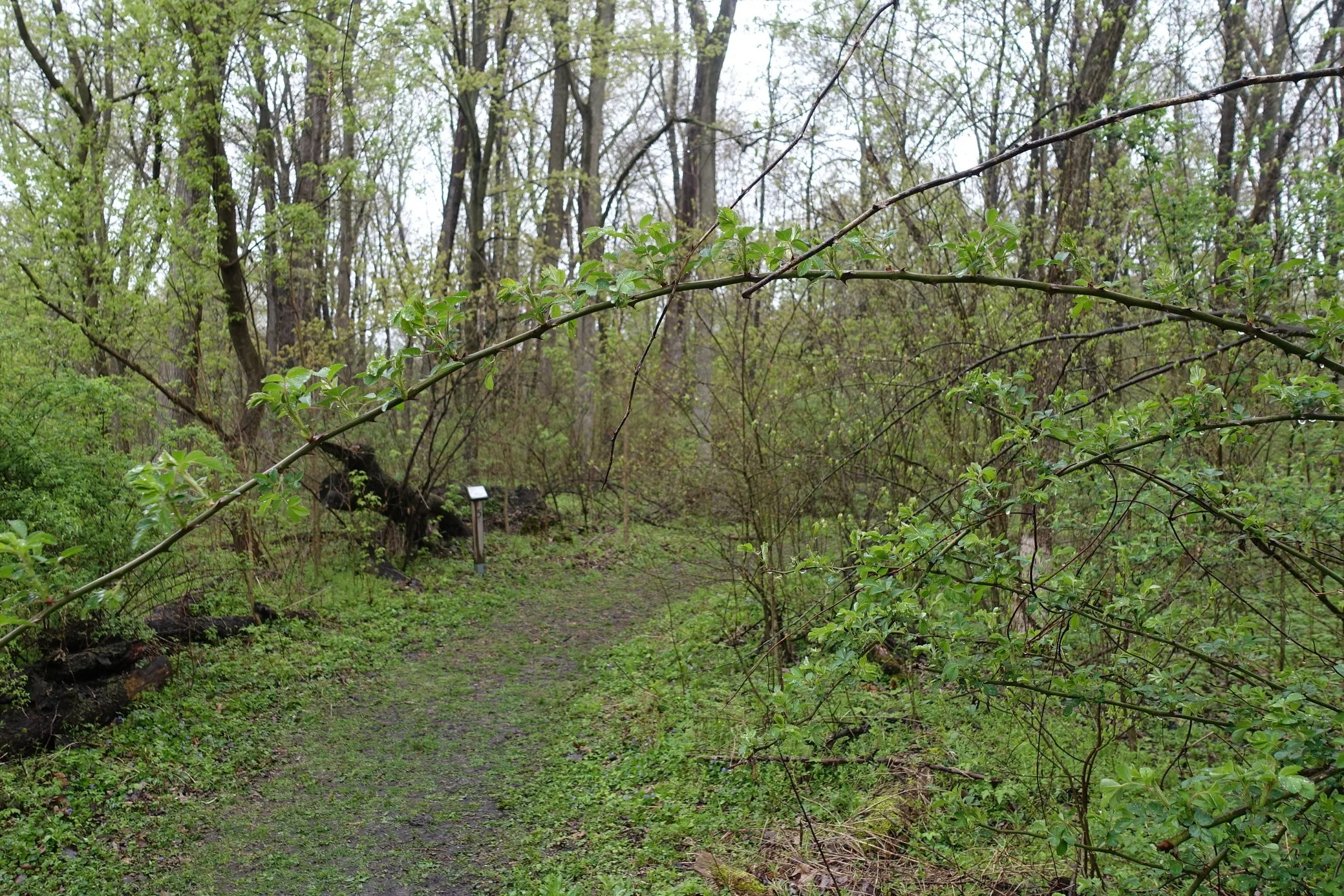 A multiflora rose stem says “you shall not pass!” (Photo by Nathan Arata.)