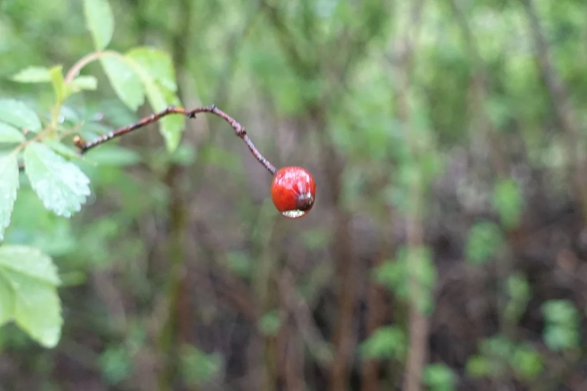 The fruit of the multiflora Rose. (Photo by Nathan Arata.)
