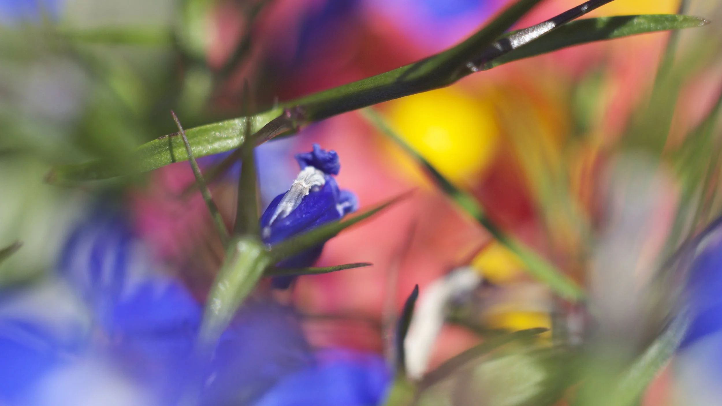 color jungle.jpg