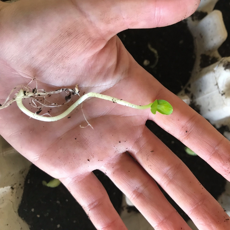 Growing Your Garden from Seed