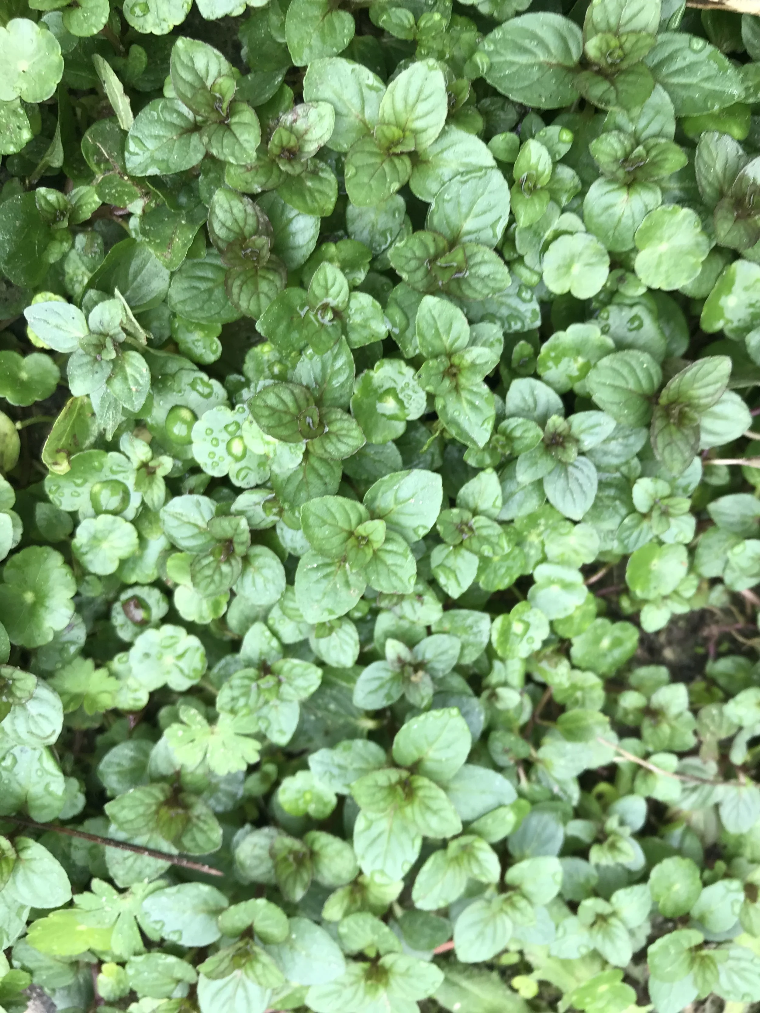 Creating a More Earth Friendly Garden