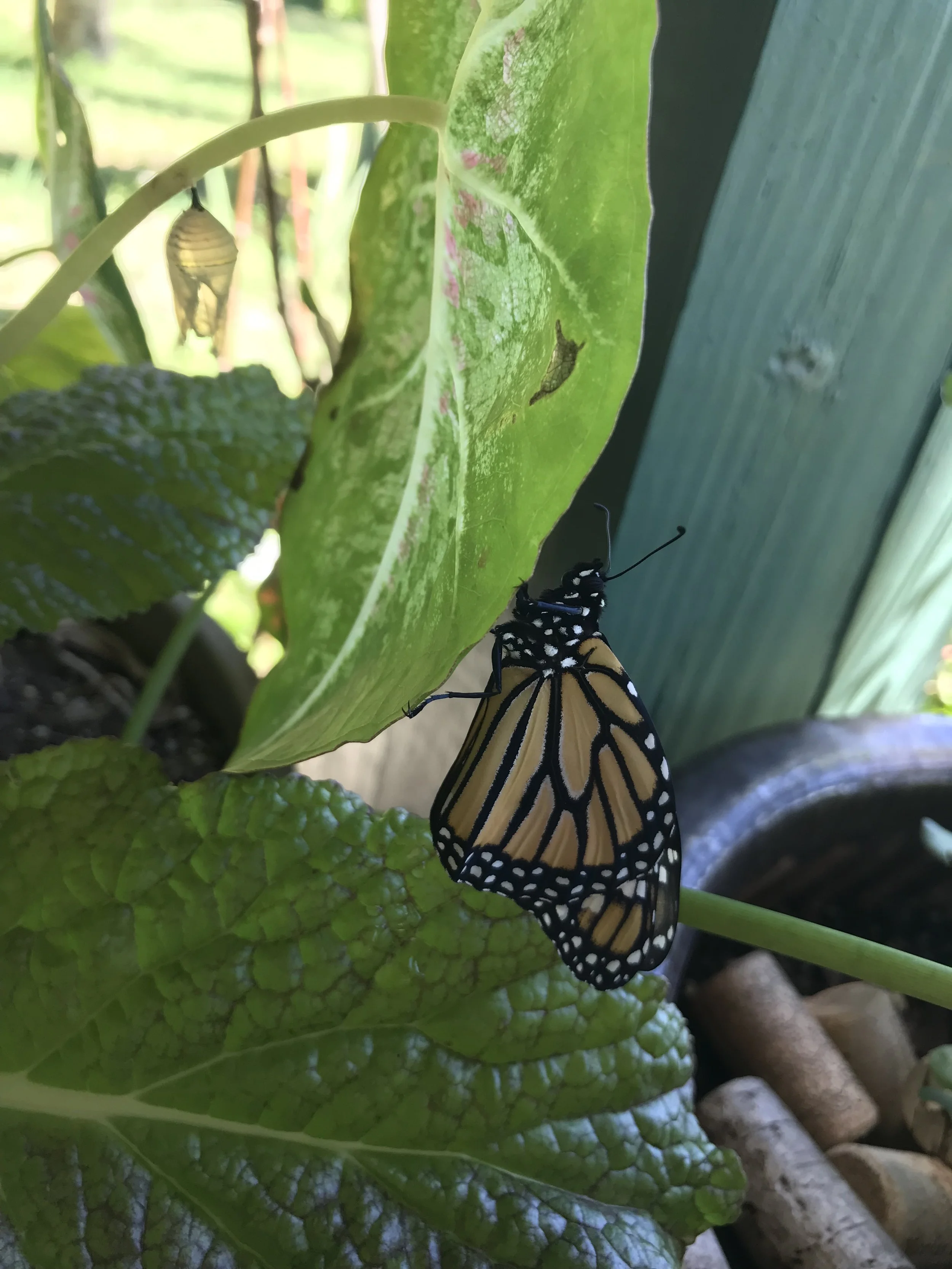 Designing a Butterfly Haven
