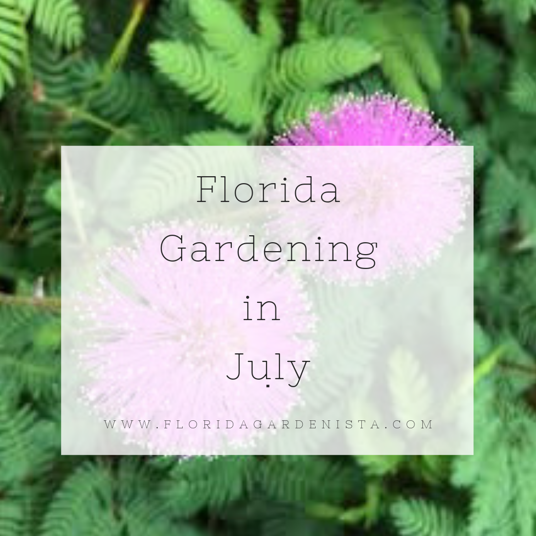 Florida Gardening in July