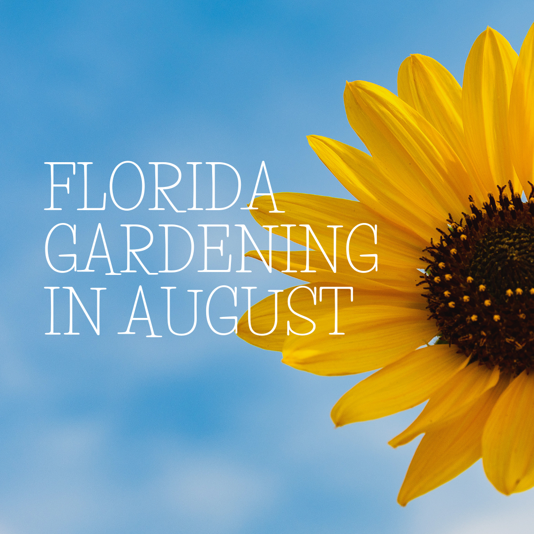 Florida Gardening in August