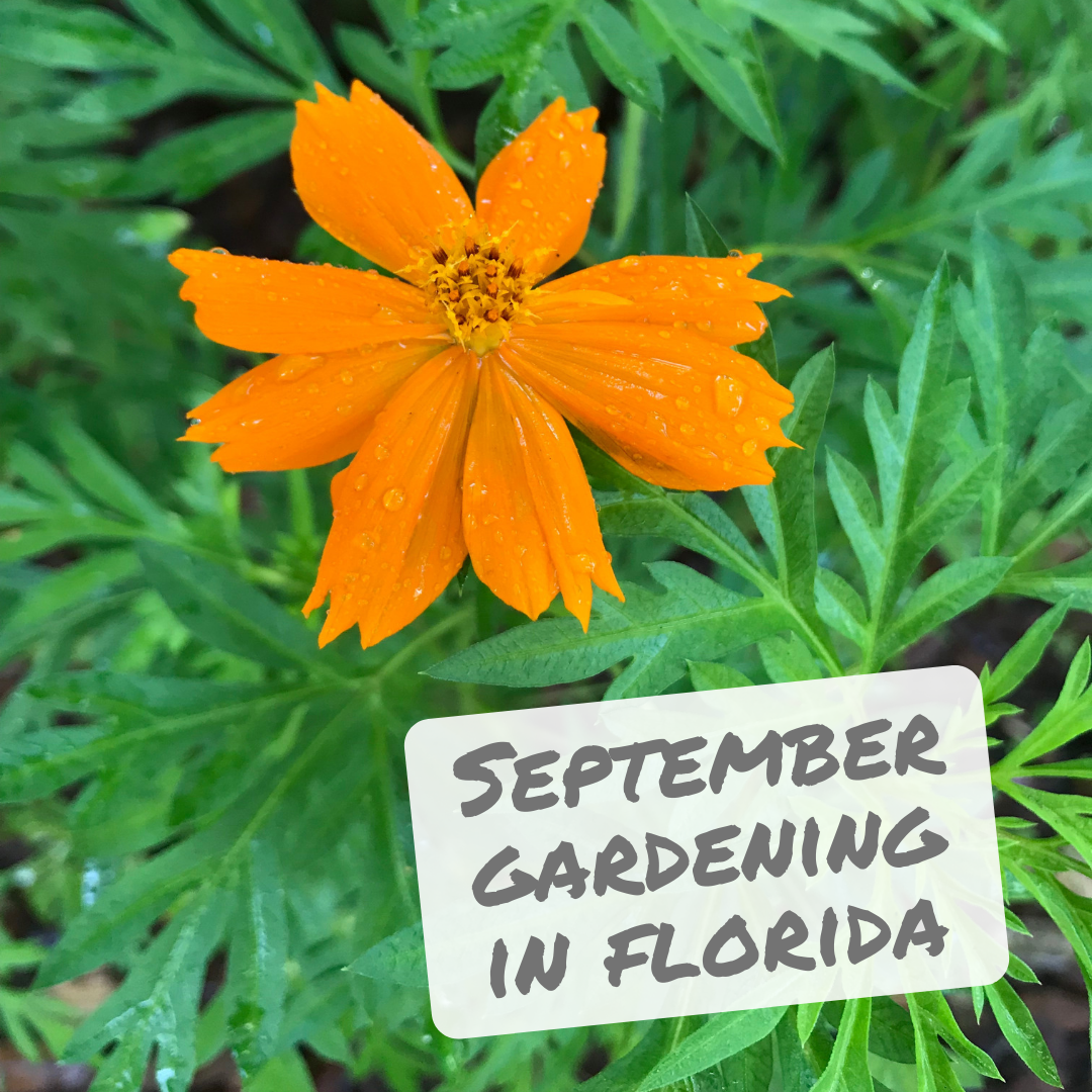 Florida Gardening in September