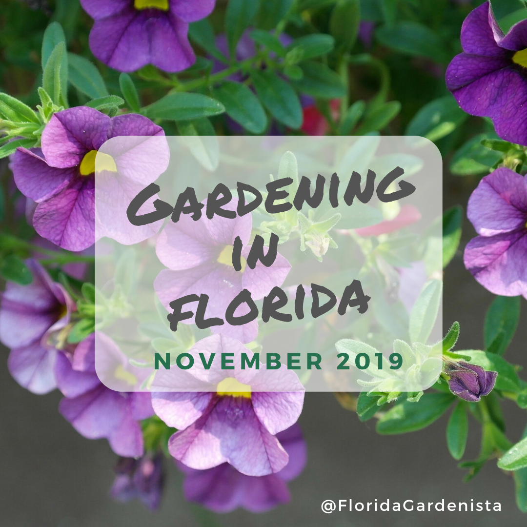 Florida Gardening in November