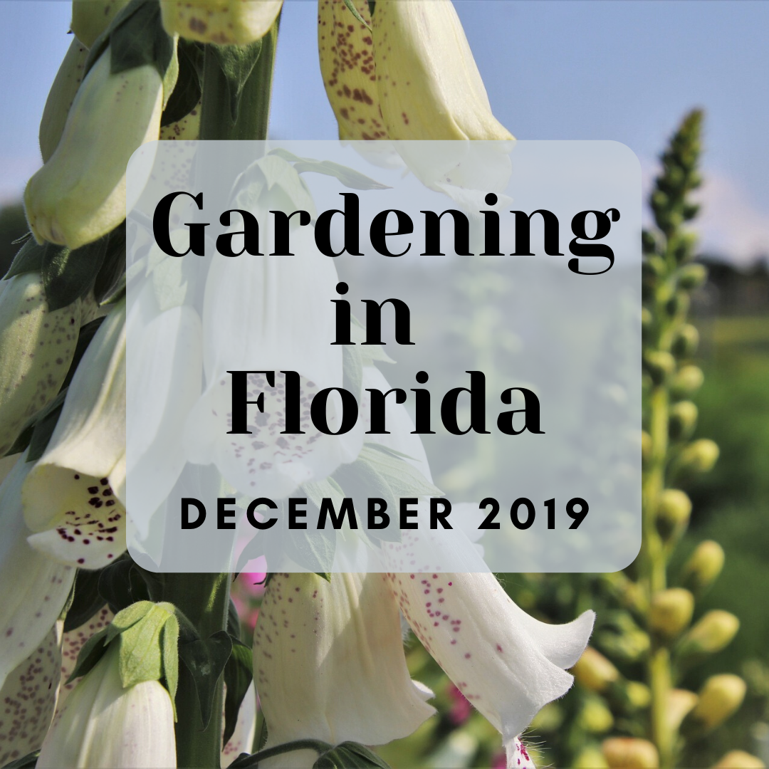 Florida Gardening in December