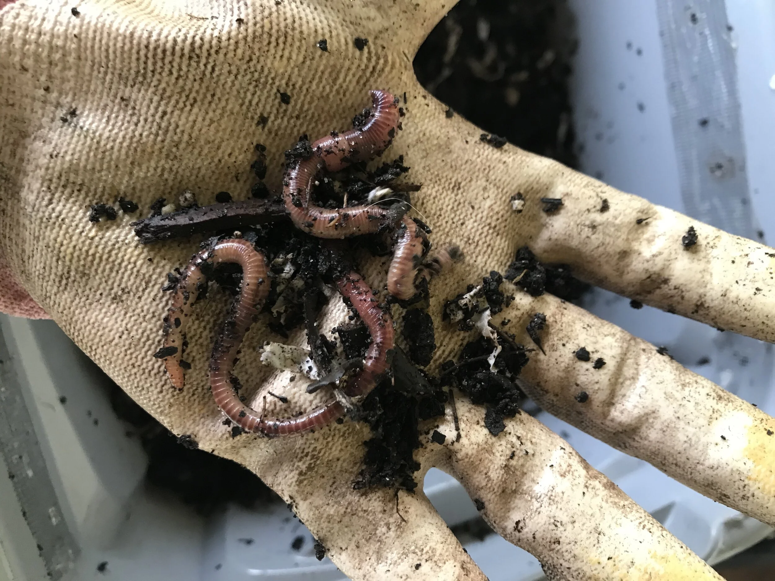 Black Gold: Organic, Rich Soil