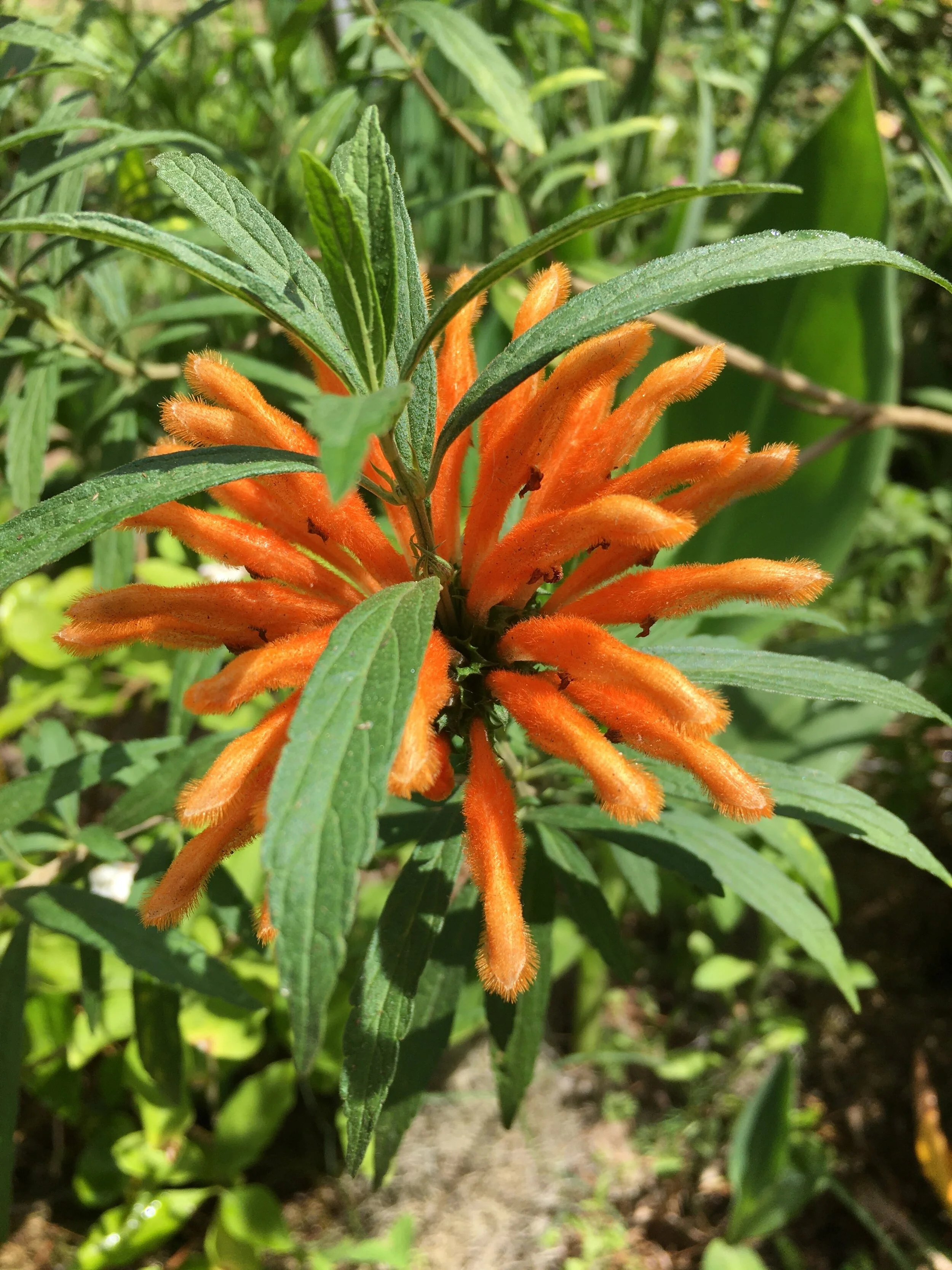 Plant Crush: Lion's Ear