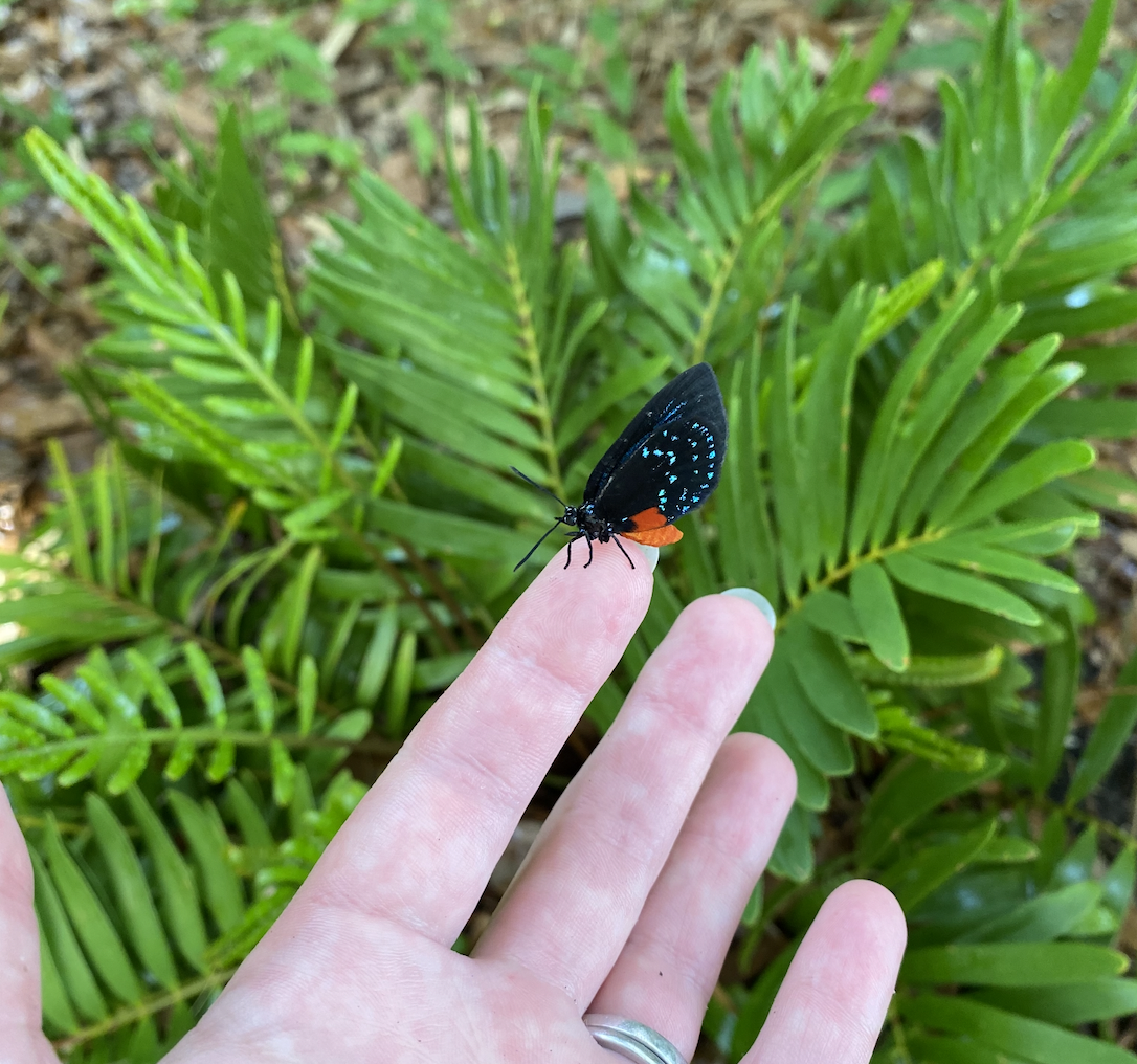 New Favorite: the Atala Butterfly