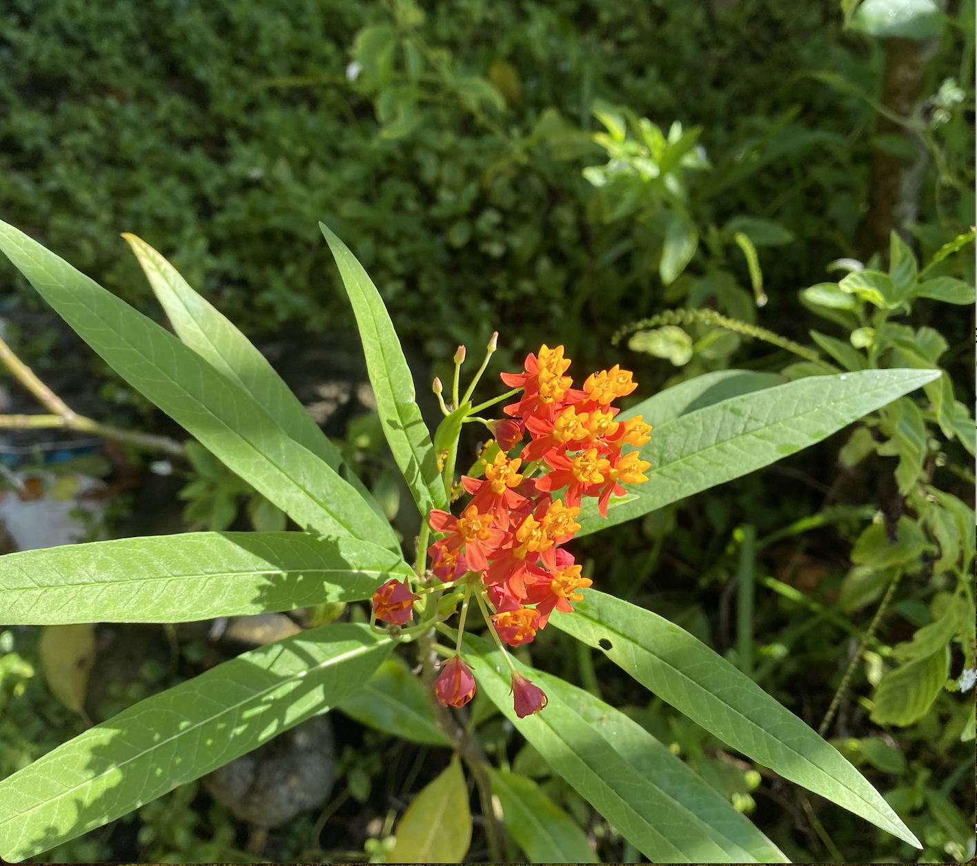 It is time to Chop ... Tropical Milkweed