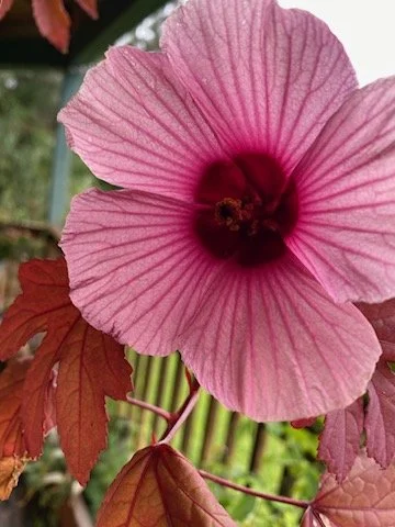 Brew Cranberry Hibiscus Tea