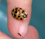 Attracting Ladybugs