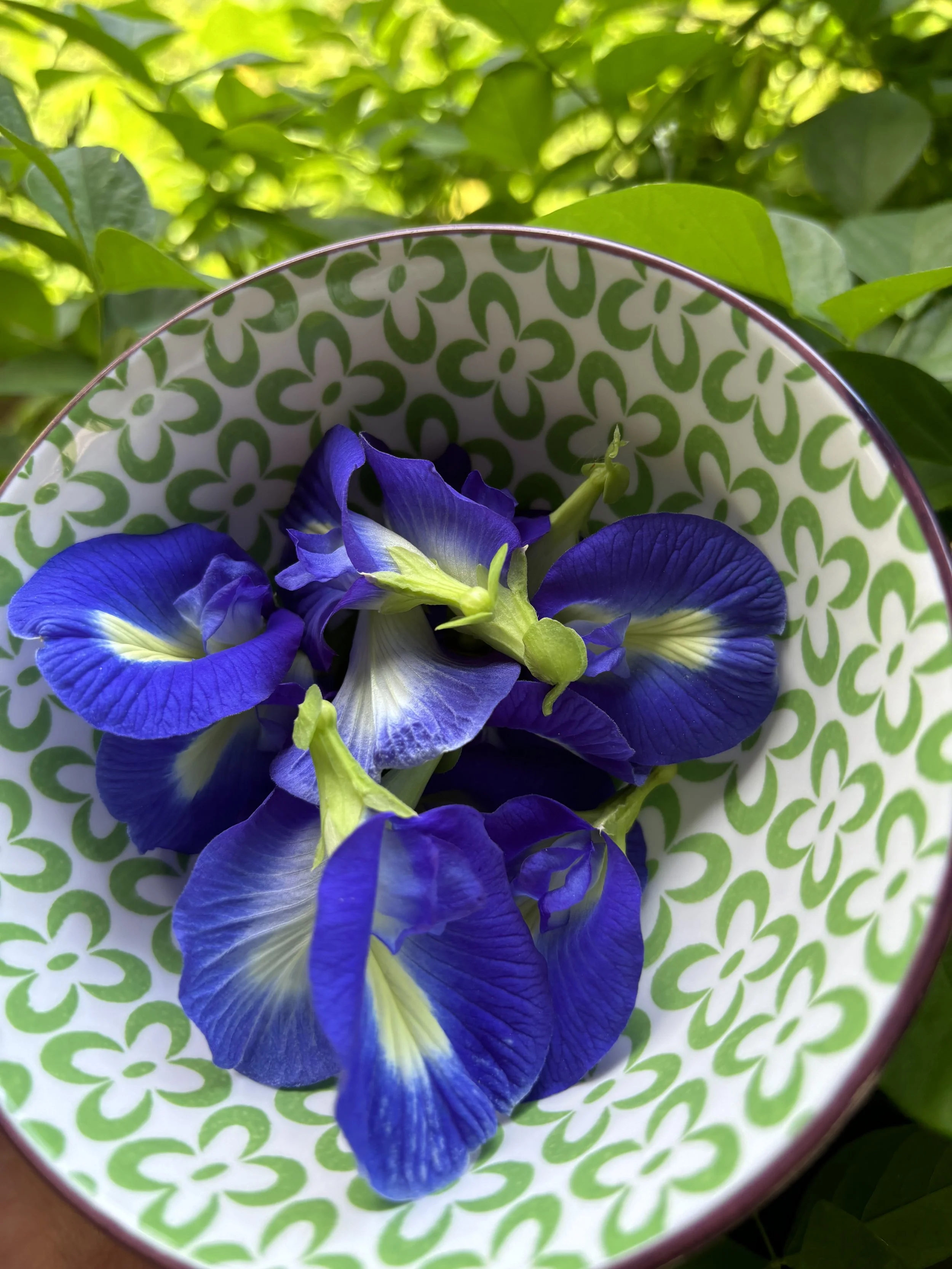 Butterfly Pea Experiments