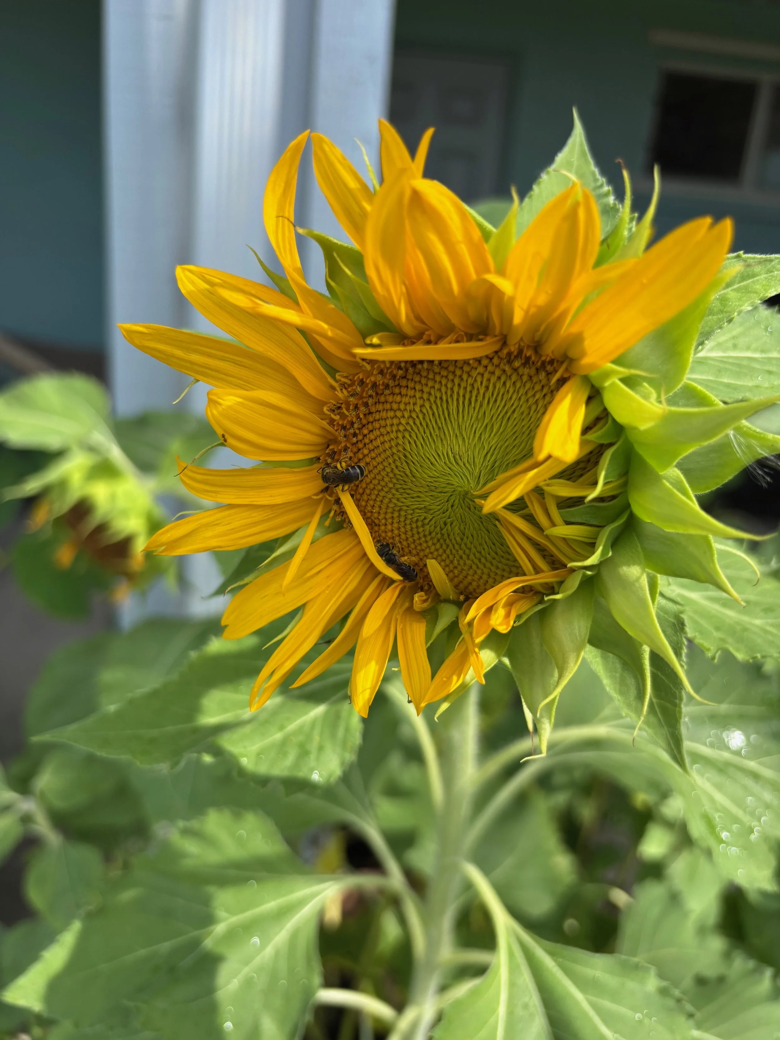 Top Projects to get your Florida Garden Ready for Summer