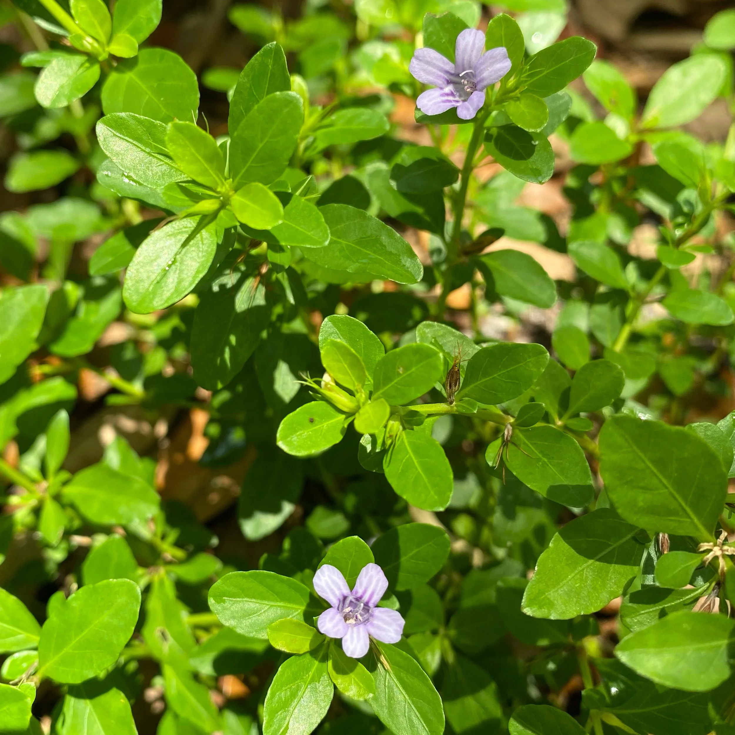 Turf Alternatives — Florida Gardenista