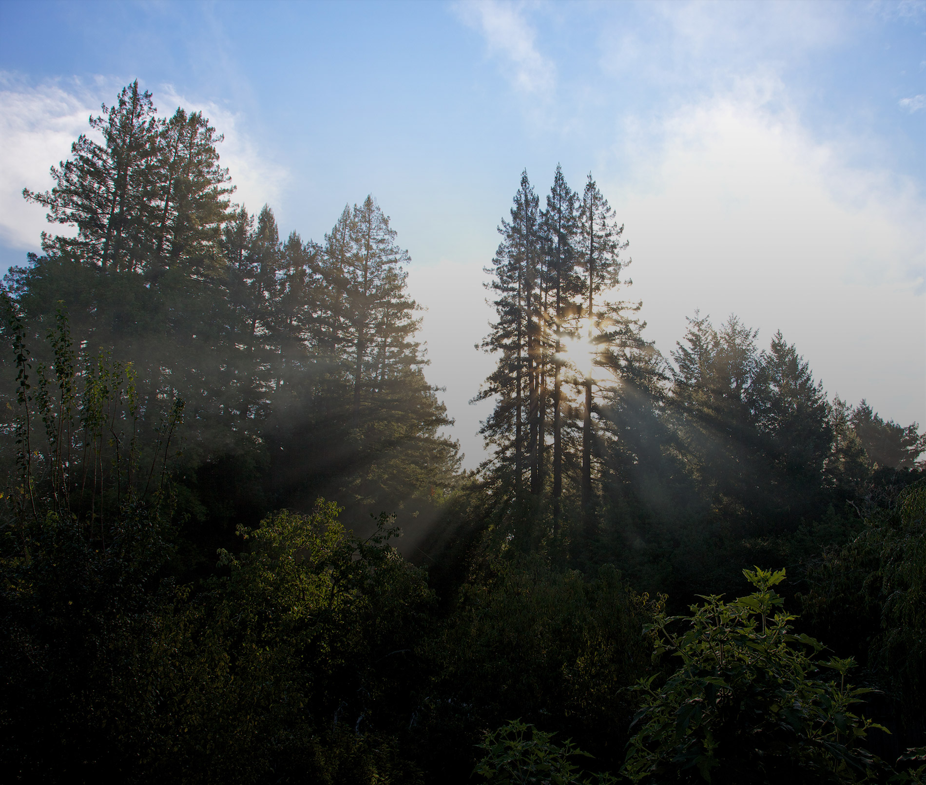 Trees-sunrays2.jpg