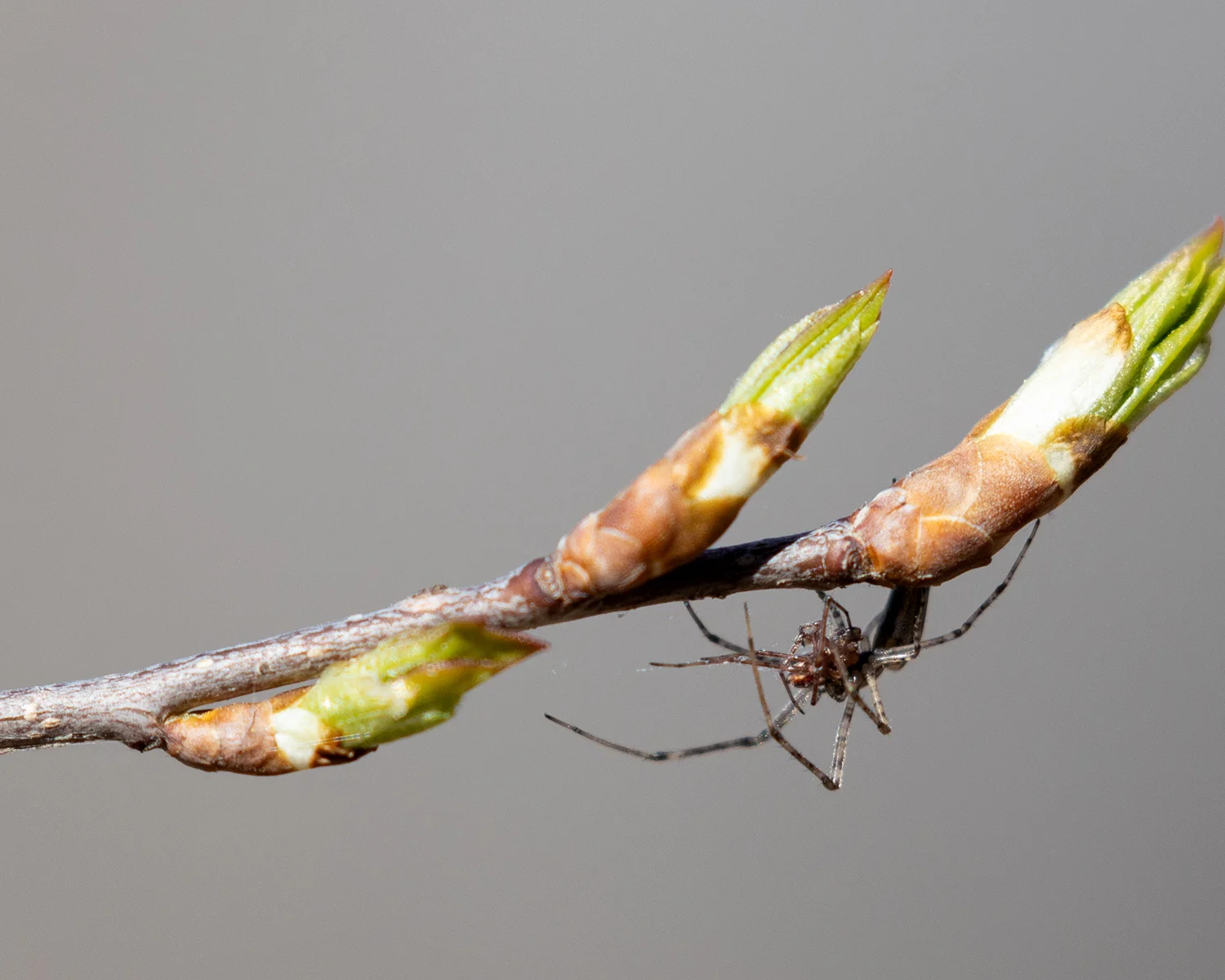 Spring Spider