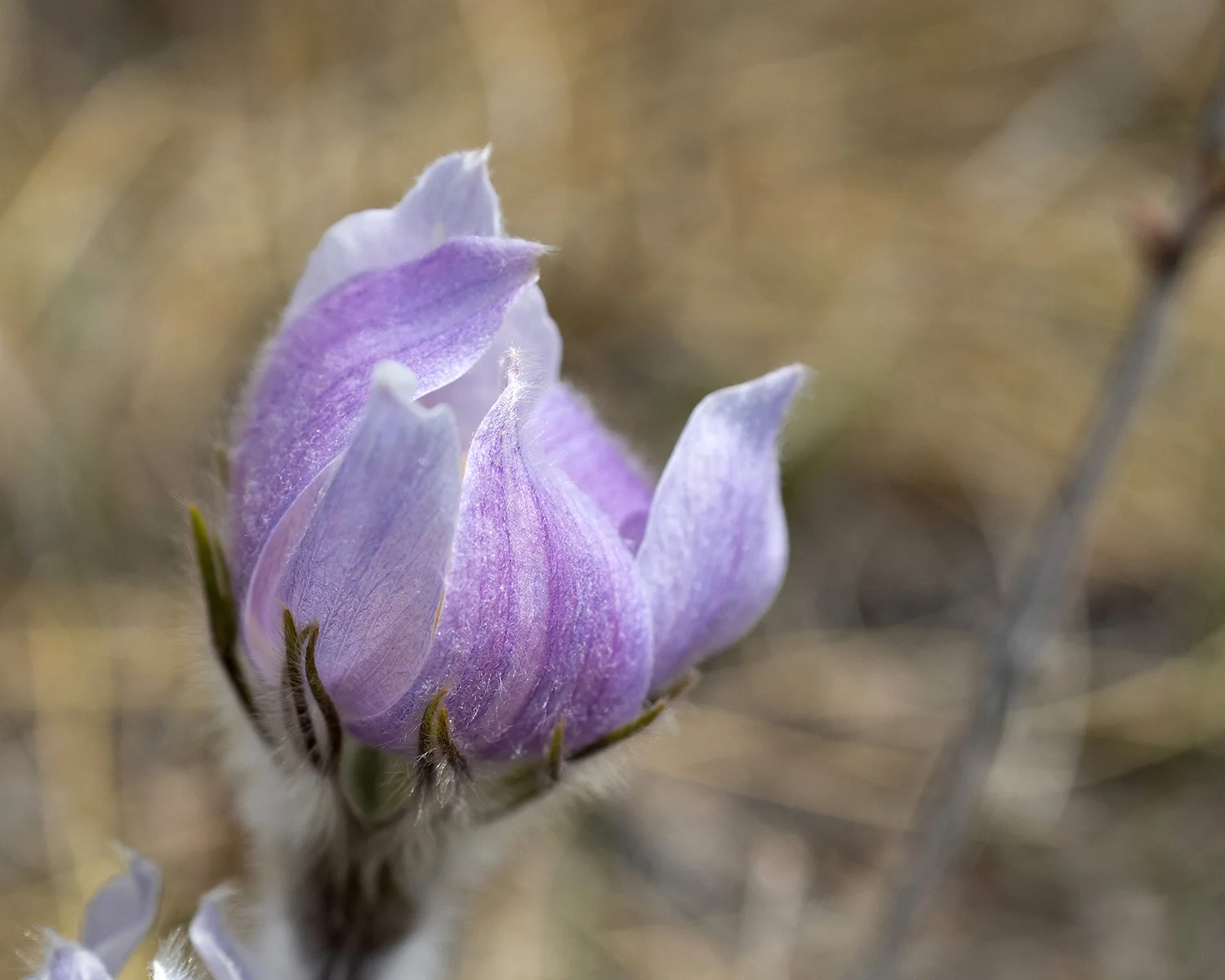 Prairie Crocus