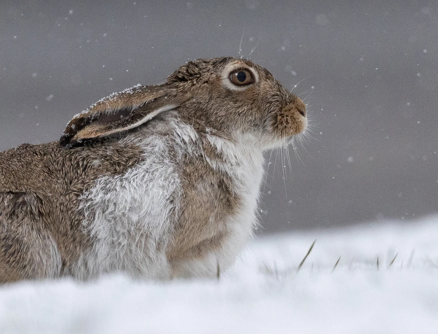 Portrait of a Jackrabbit