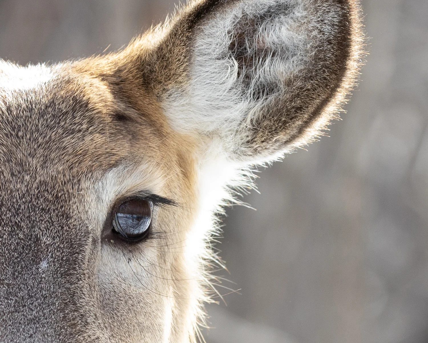 Window to a Whitetail