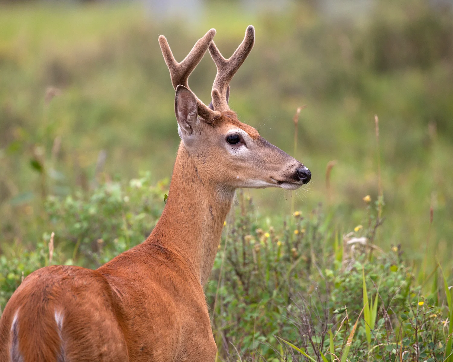 Young White-tailed Buck