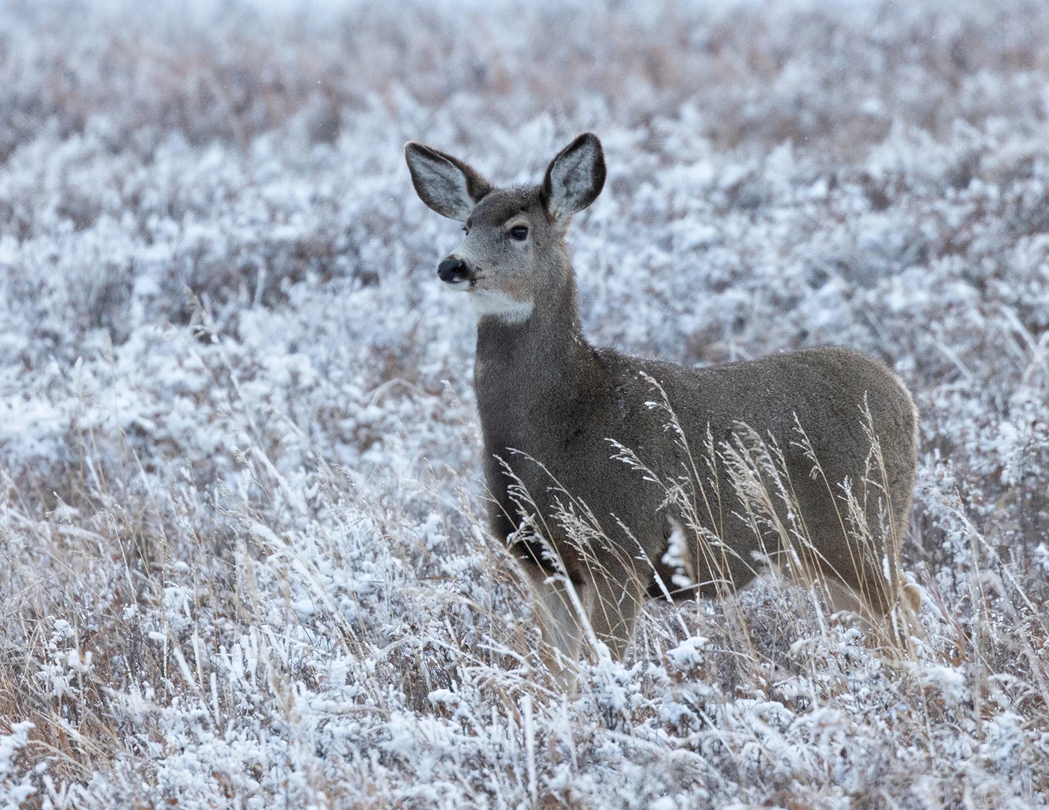 Mule Deer