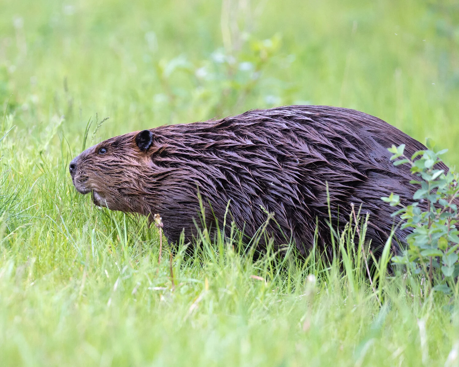 Canada Beaver