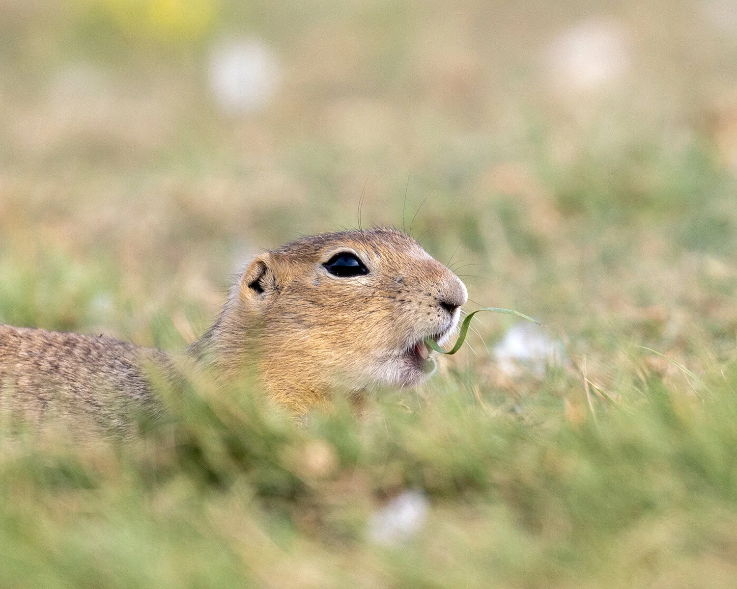 Gopher in grass