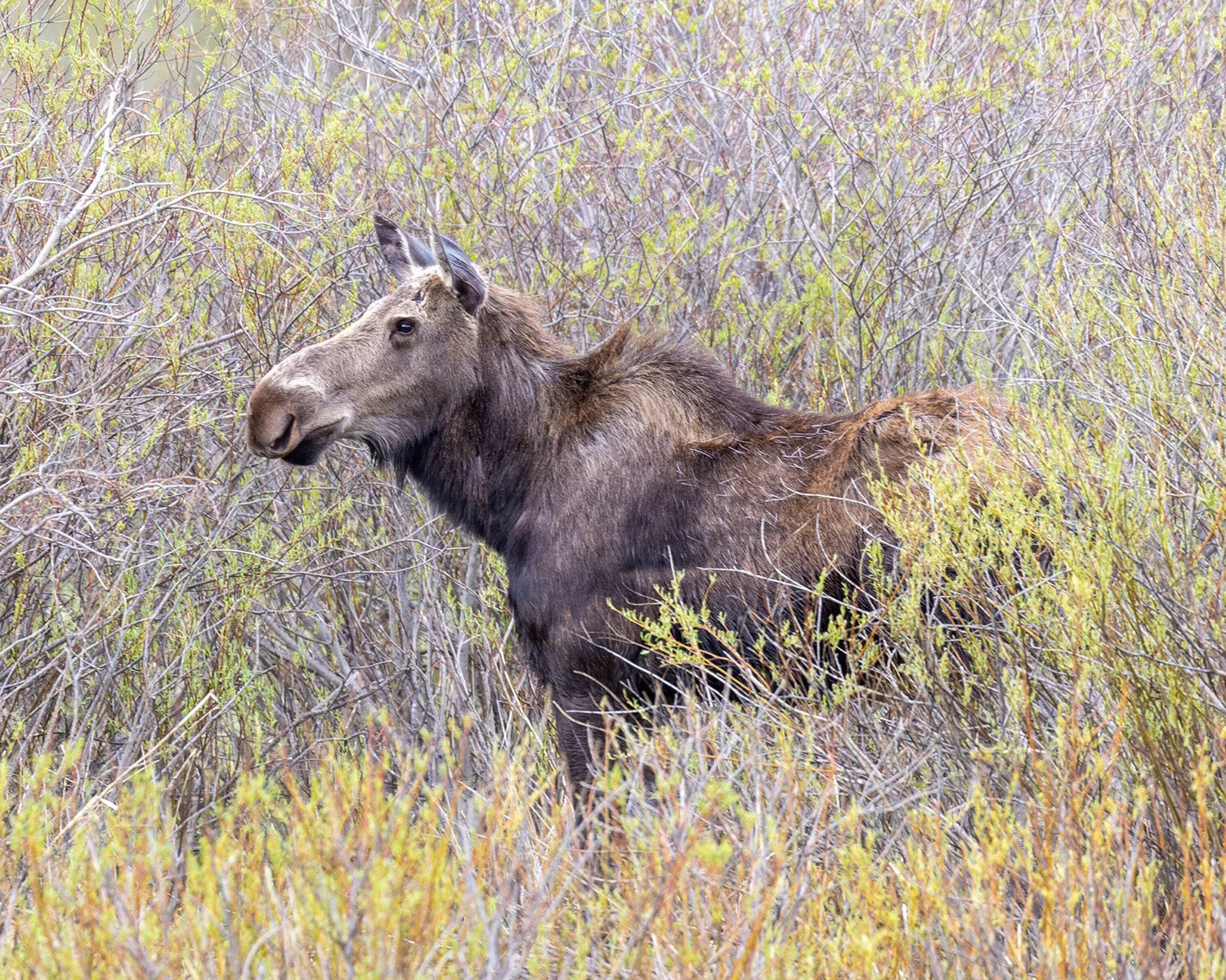 Moose in brush