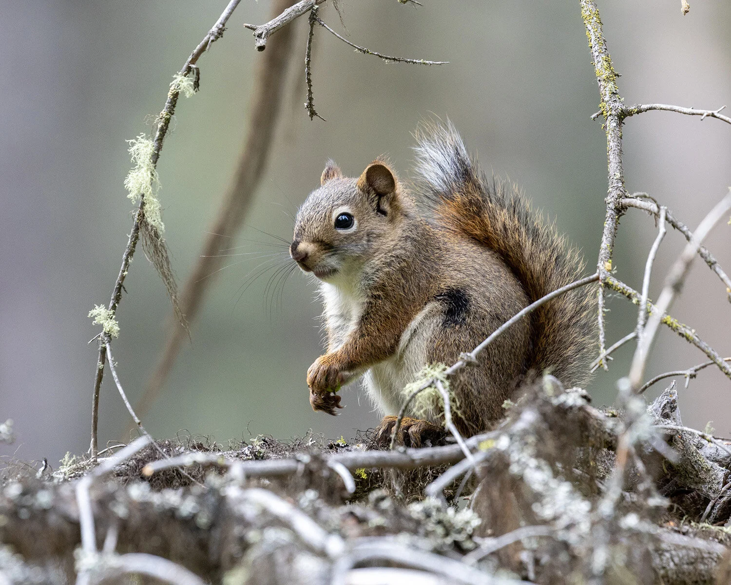 Portrait of a Red Squirrel