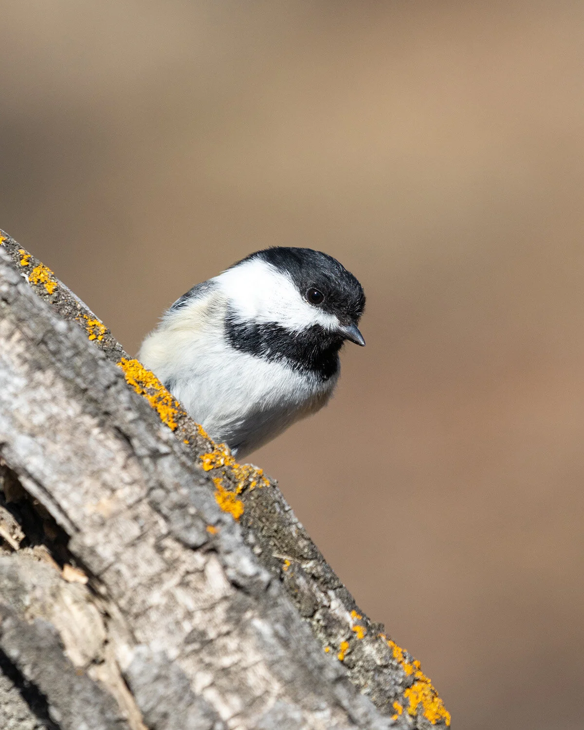 Black-capped Chickadee