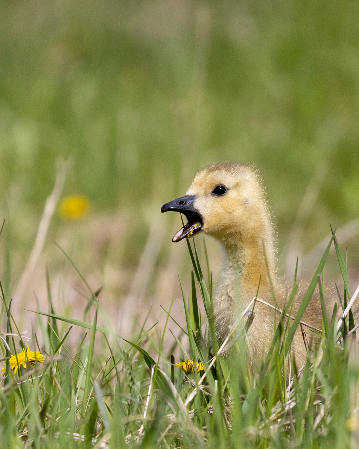 Canada Goose Gosling