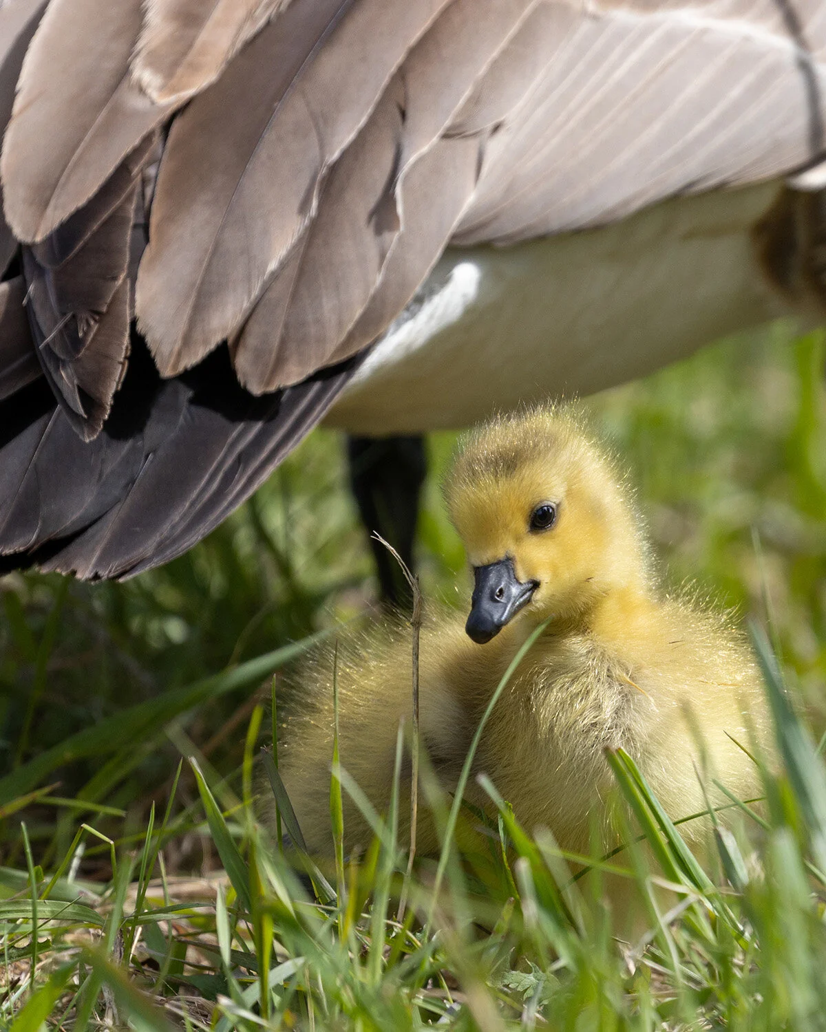 Canada Goose Gosling
