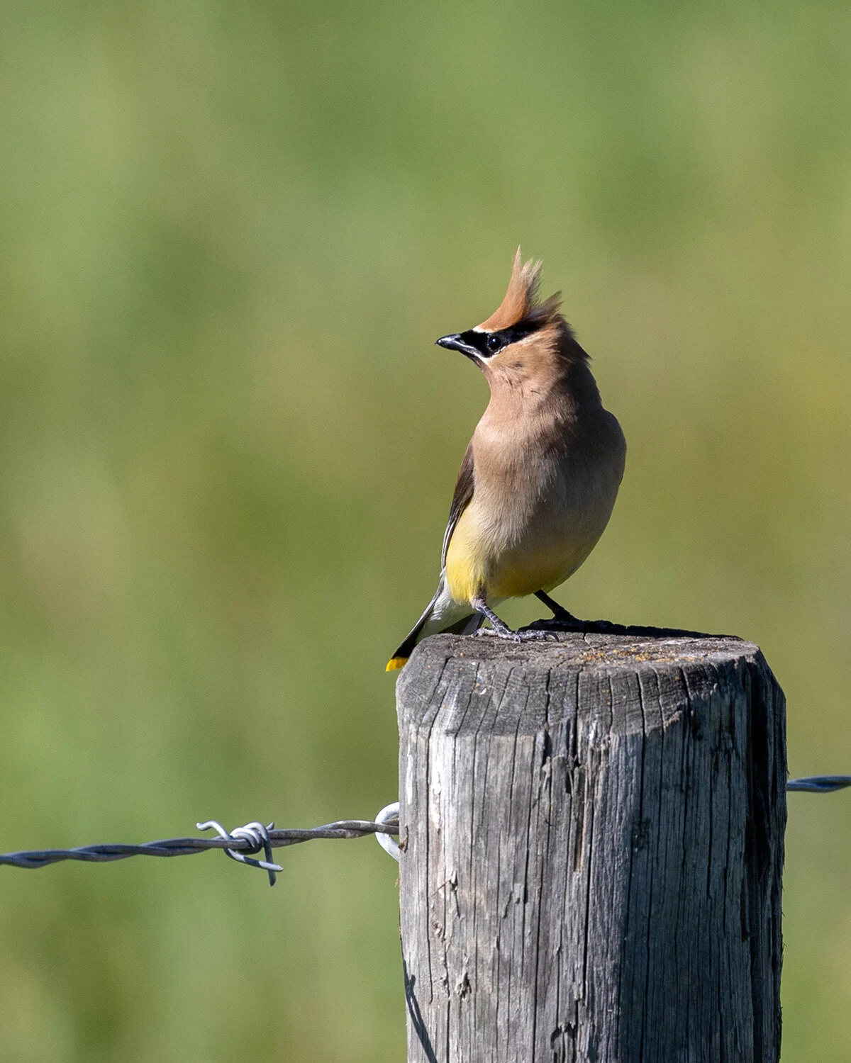 Cedar Waxwing