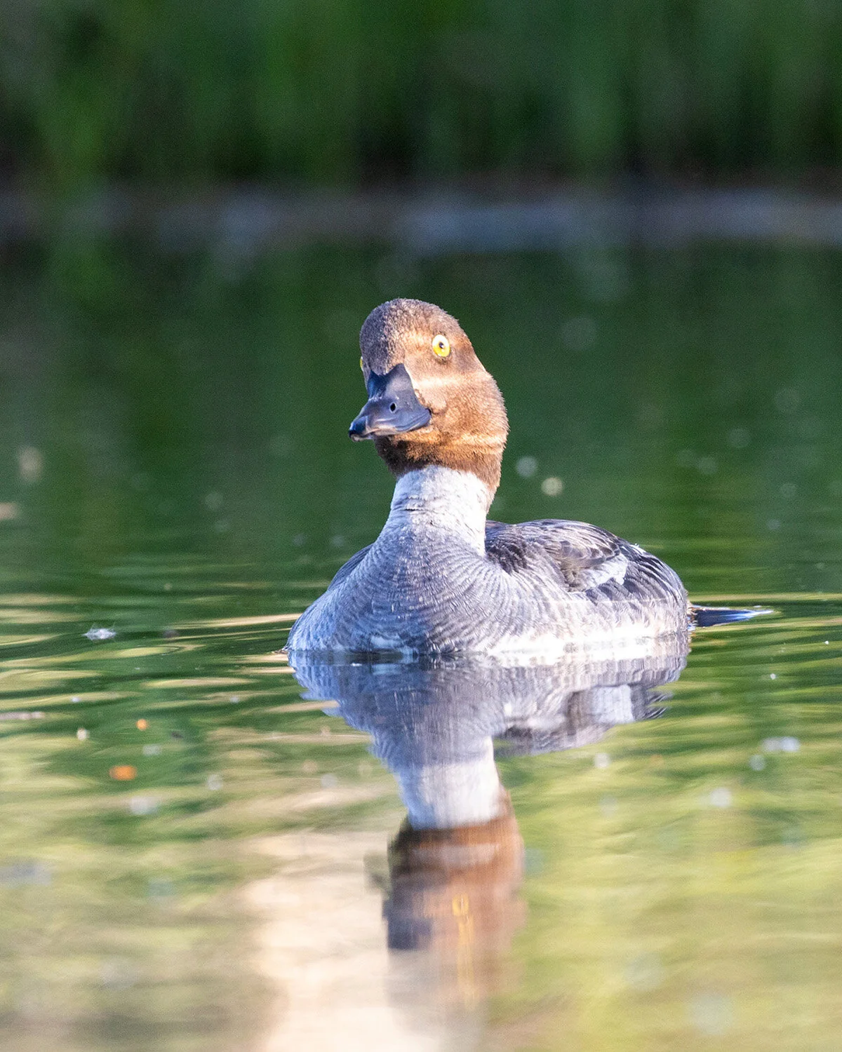 Common Goldeneye