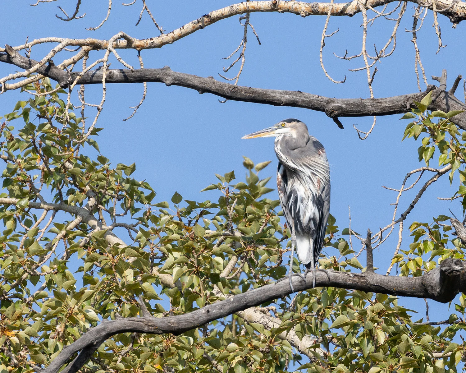 Great Blue Heron