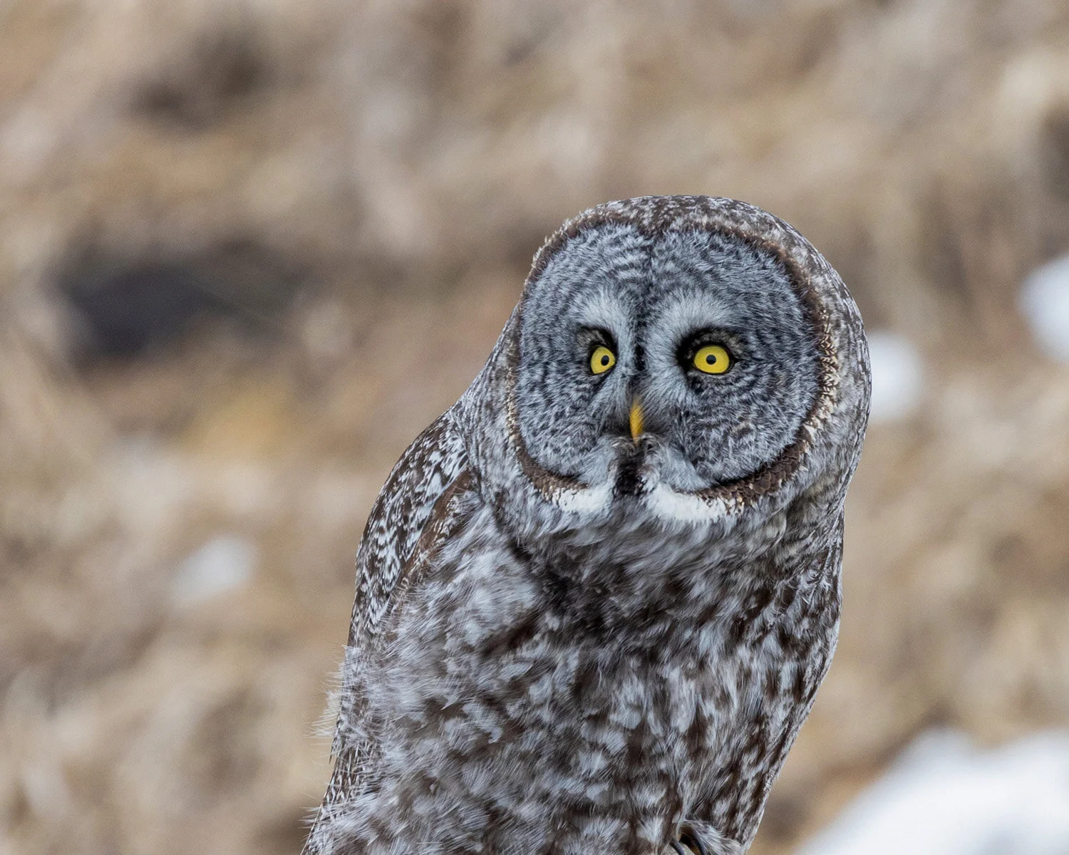 Great Gray Owl