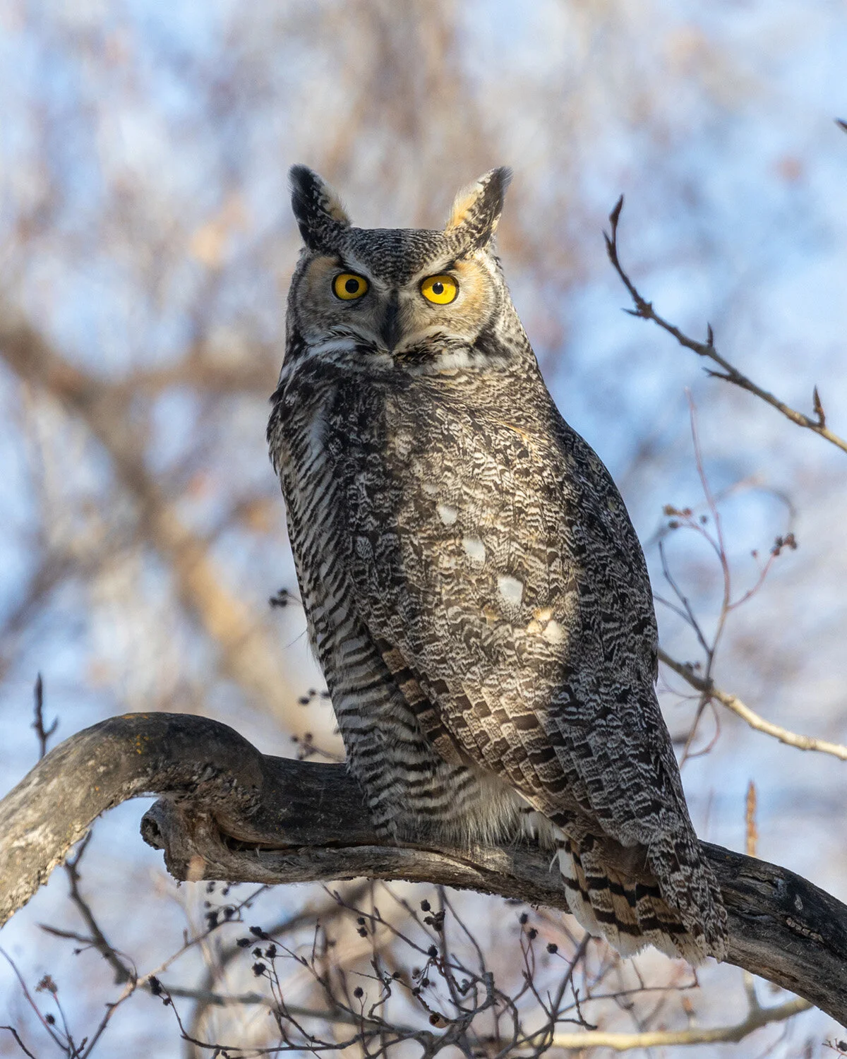 Great Horned Owl