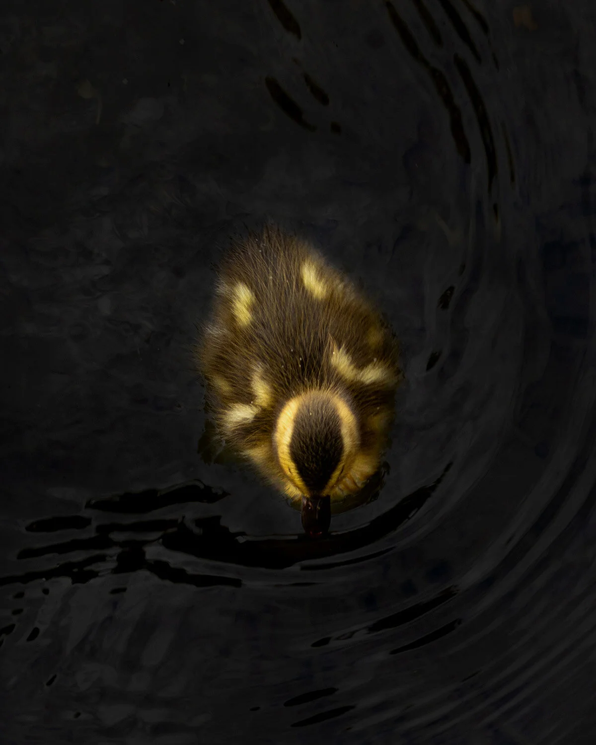 Mallard Duckling