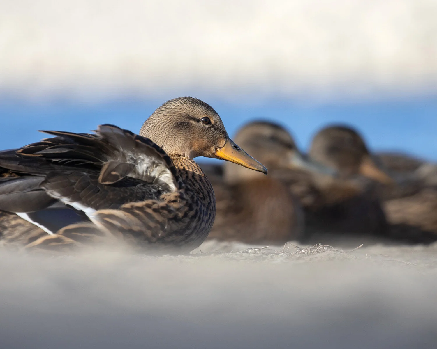 Mallard Ducks