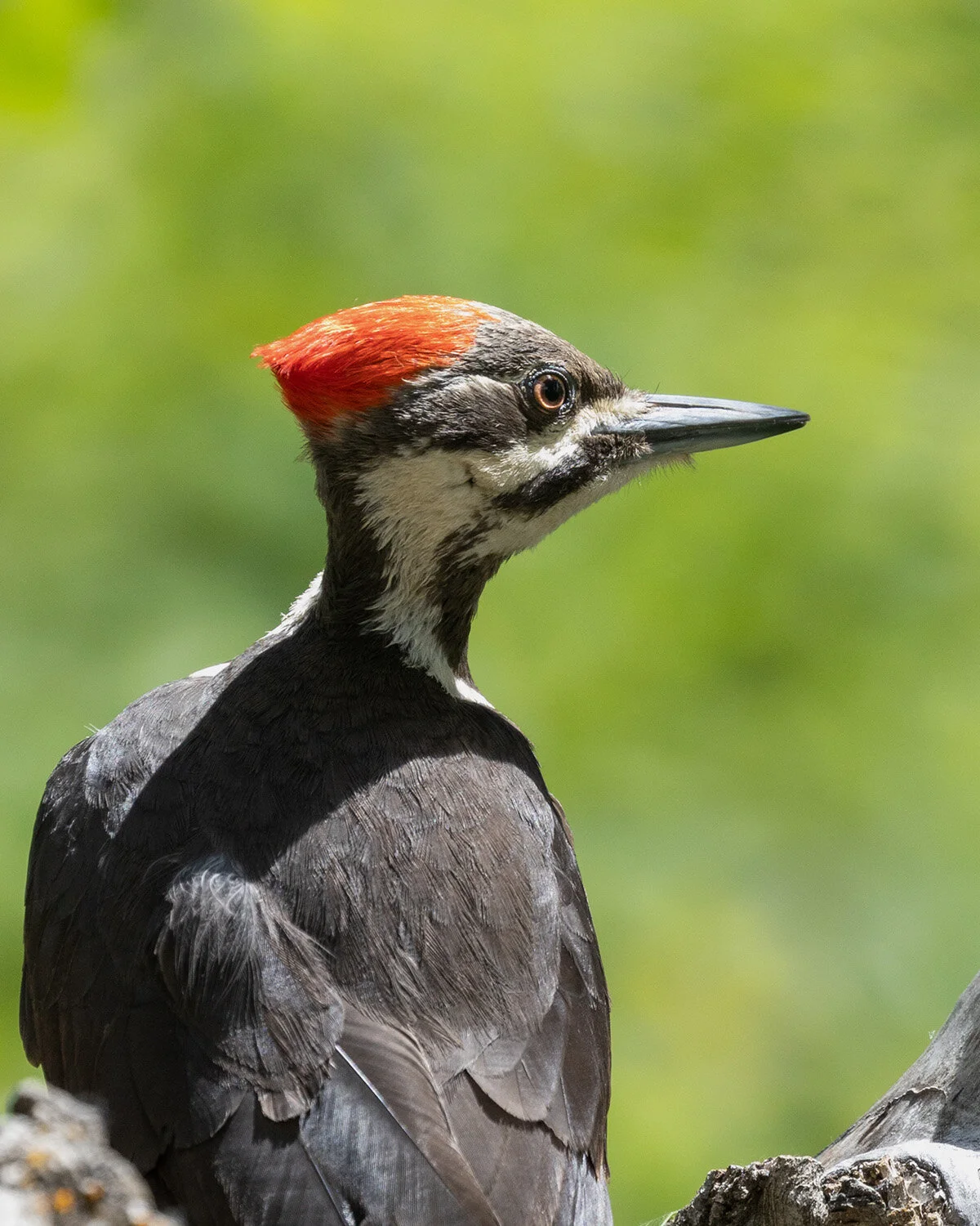 Portrait of a Pileated Woodpecker