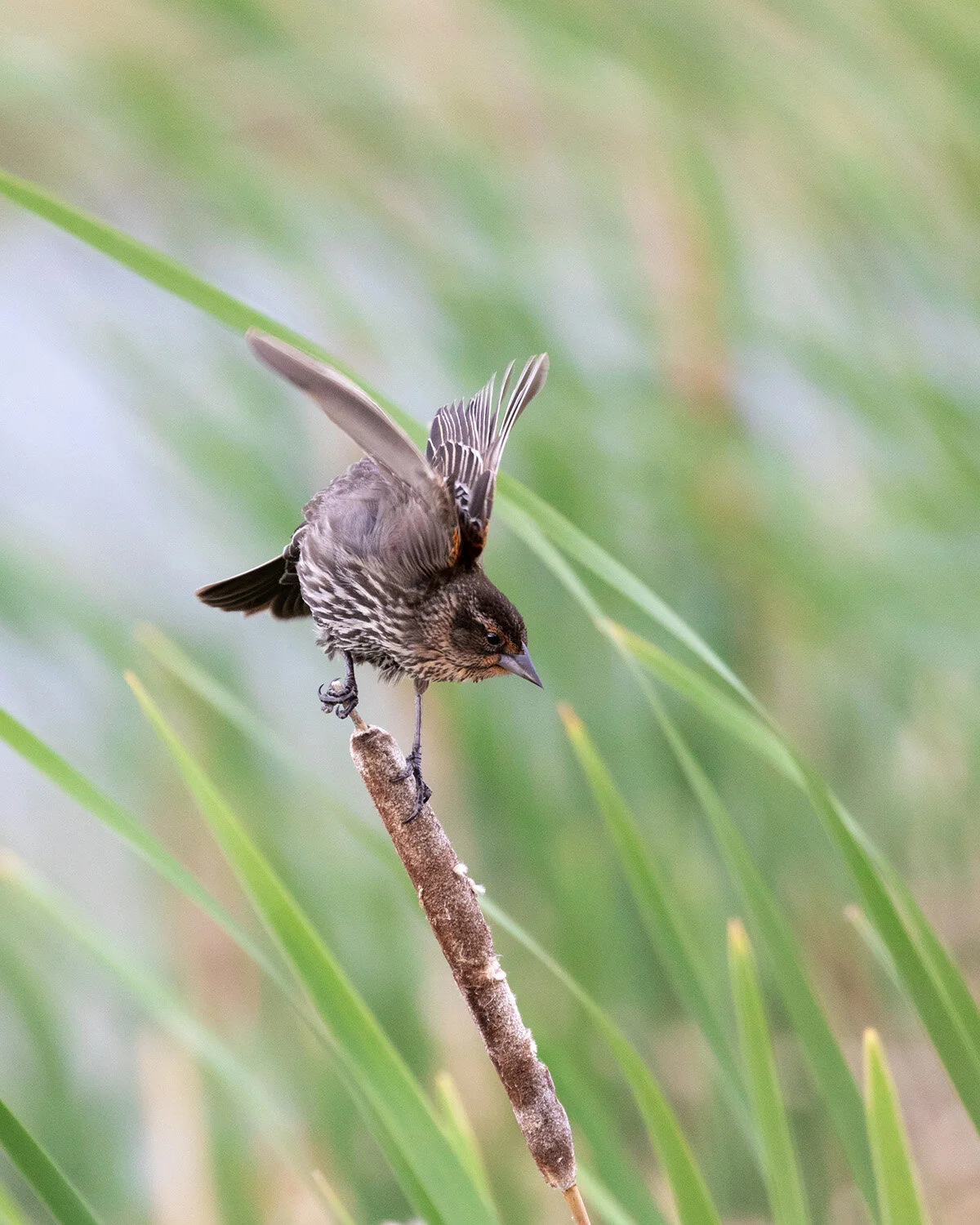 Red-winged Blackbird