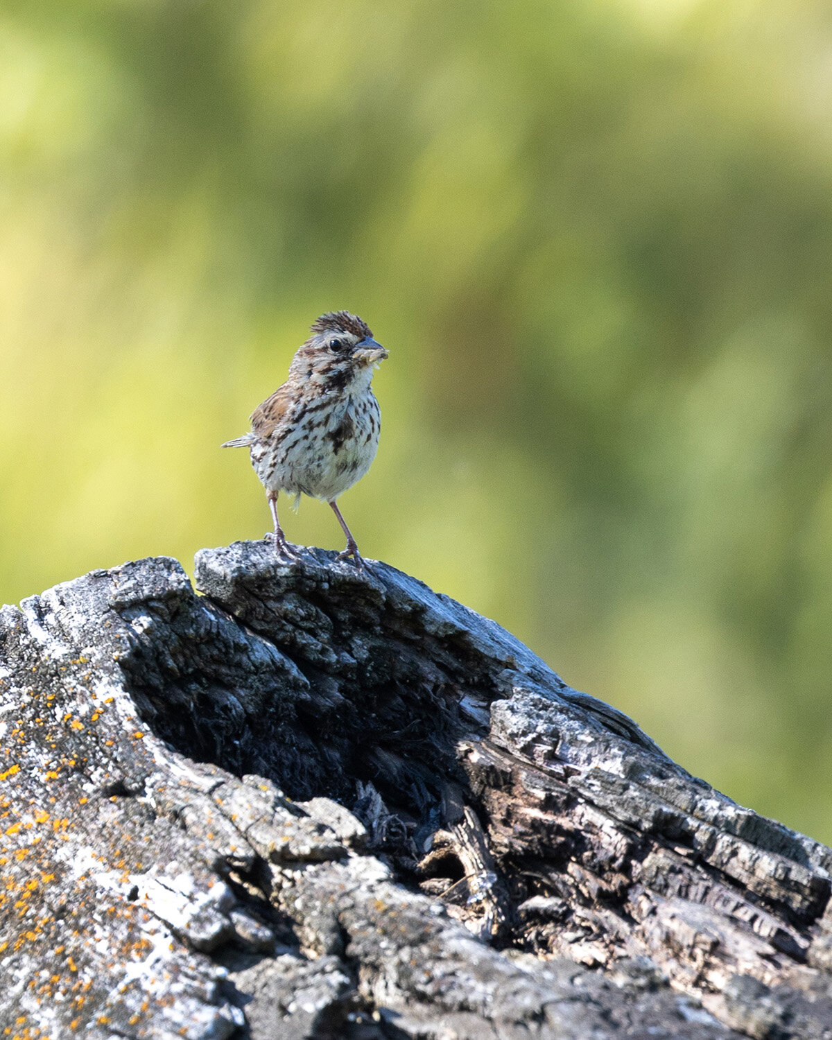 Sparrow with Grubs