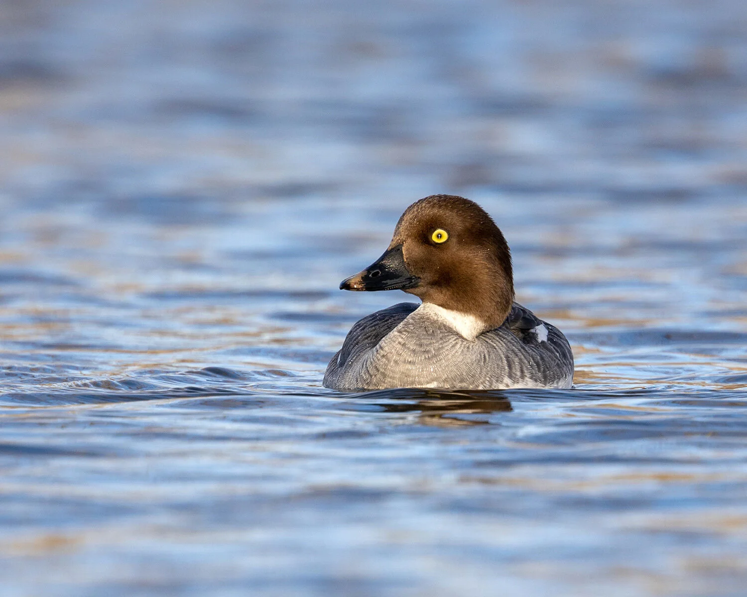 Common Goldeneye (f)