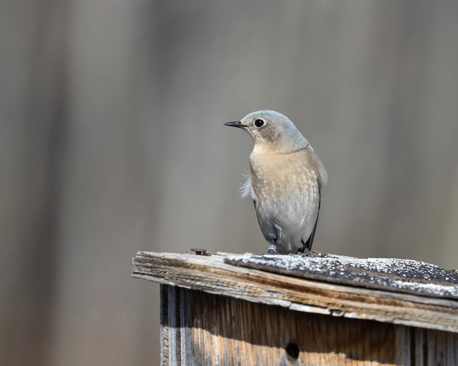 Mountain Bluebird (f)