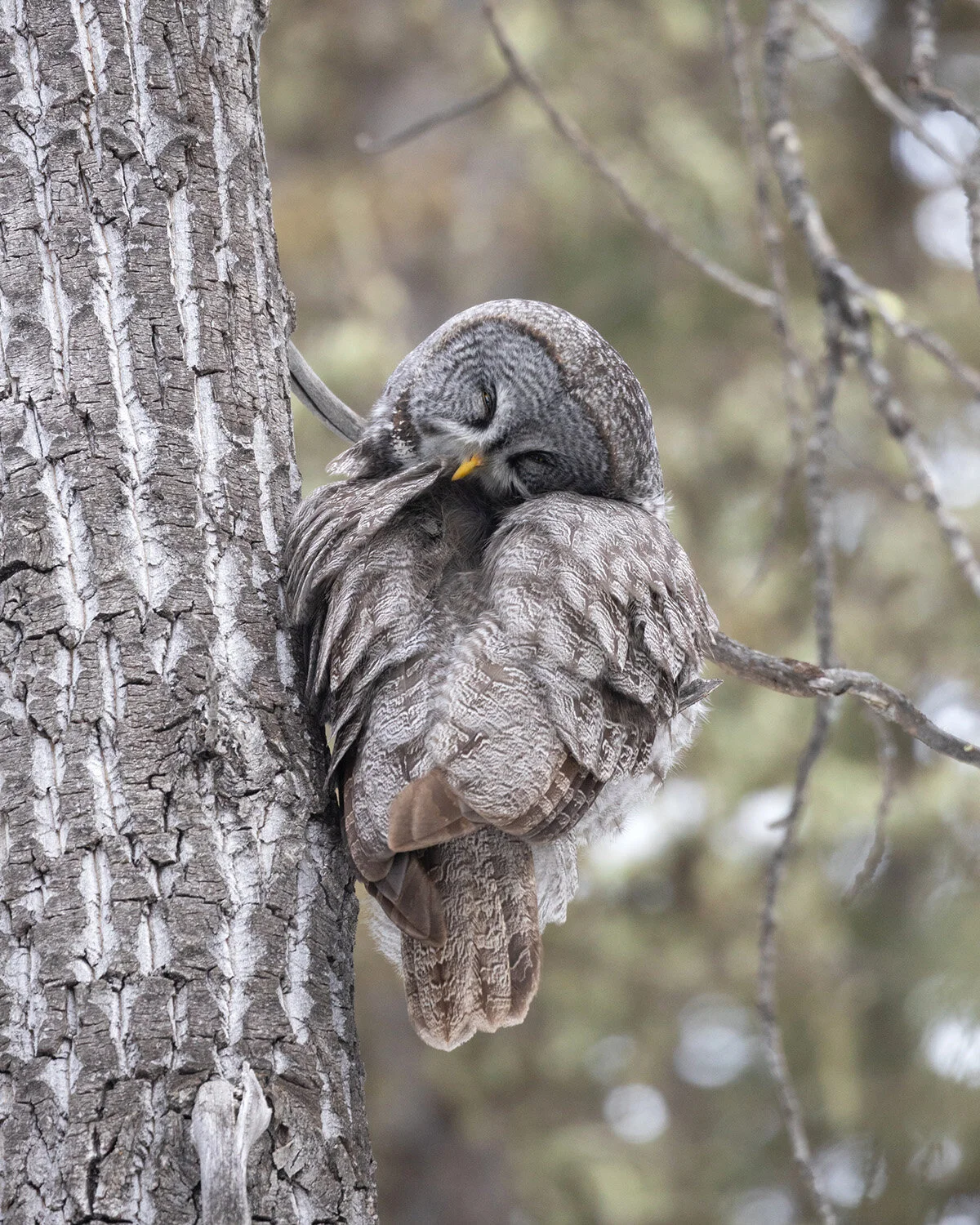 Great Gray Owl